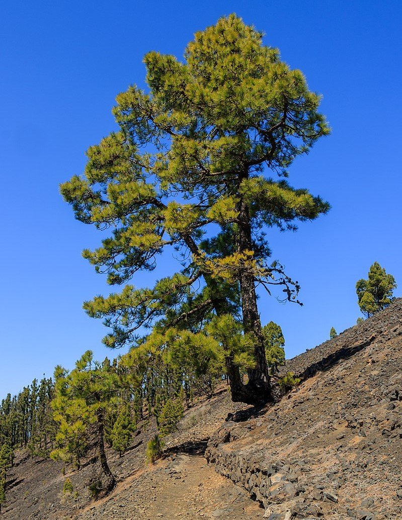 Pinus canariensis   La Palma
