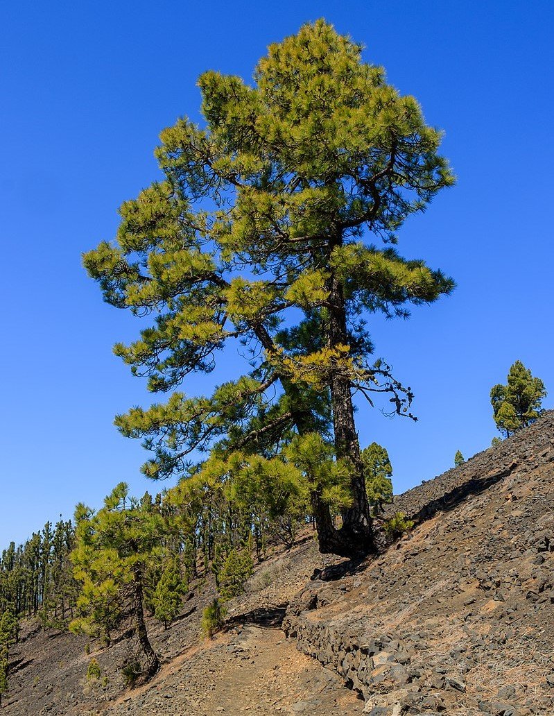 Pinus canariensis La Palma