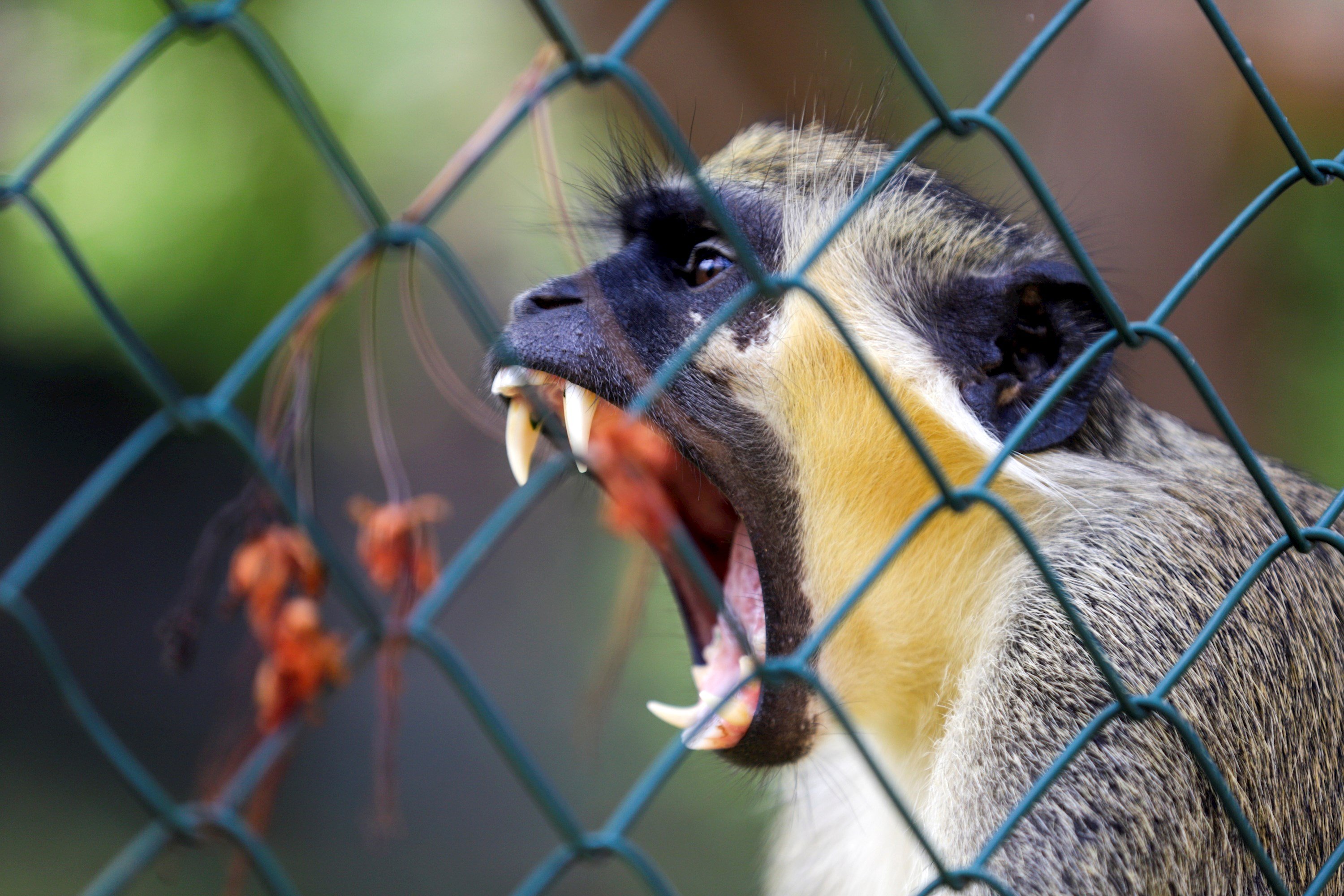 São Miguel (Cap Verd)