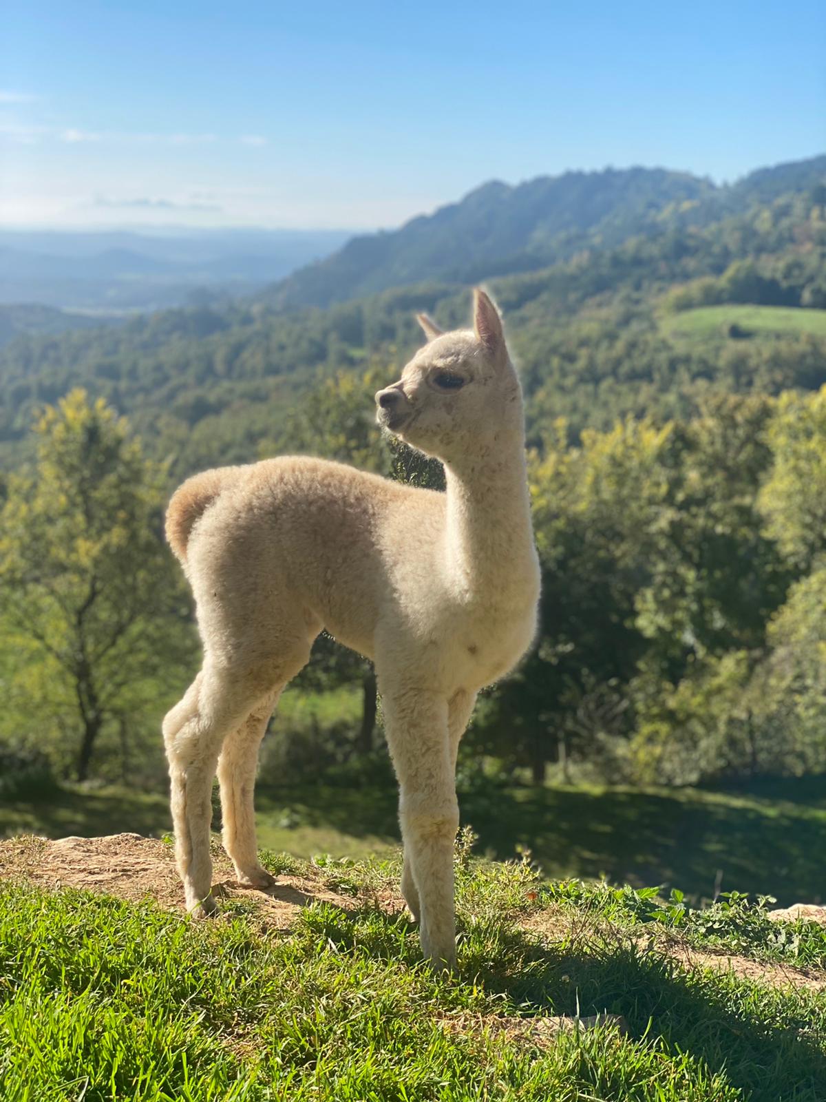 Alpacas Maria Ángeles (1)