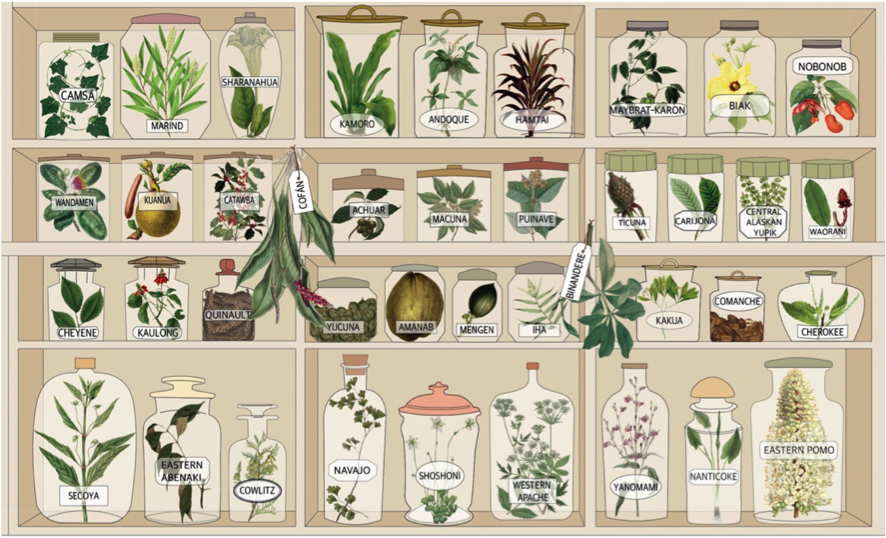 plantes