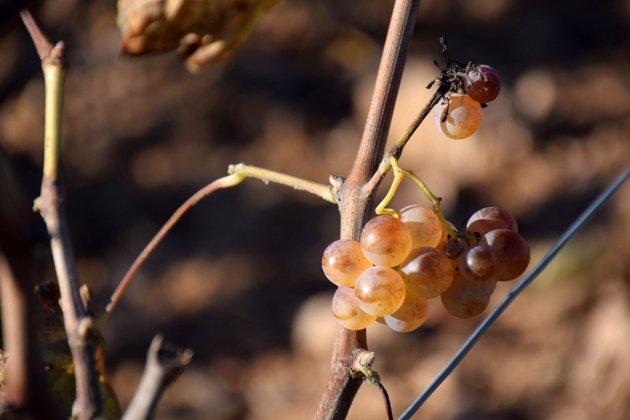 DON Penedes vino futuro