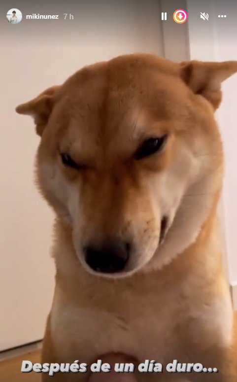 Miki Núñez perro @mikinunez