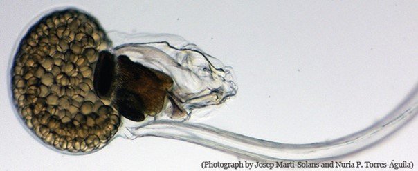 Foto de una Oikopleura con huevos, en los que se observa la caperuza y la cola transparentes (cedida por el grupo de investigación|búsqueda del Dr. Cristian Cañestro)