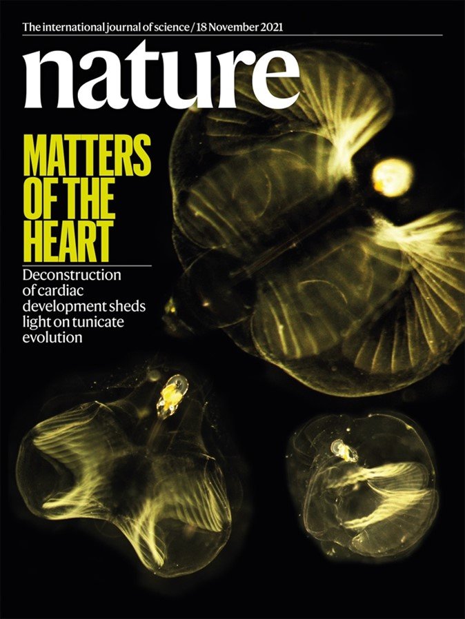 Portada de la revista Nature 18 11 21 con fotos de Oikopleura