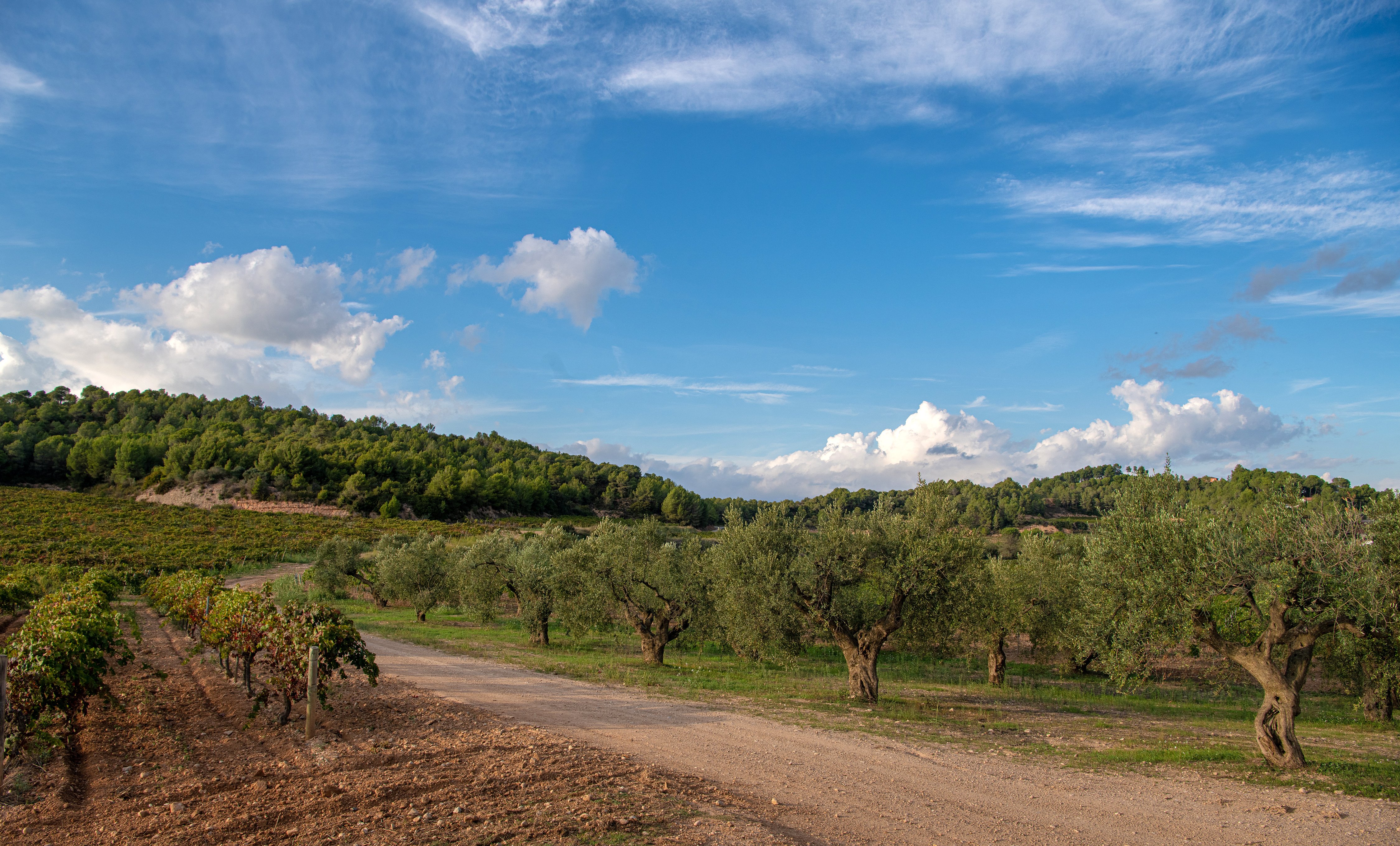 Molí Coloma, La Boella: oli prèmium i de proximitat al teu abast