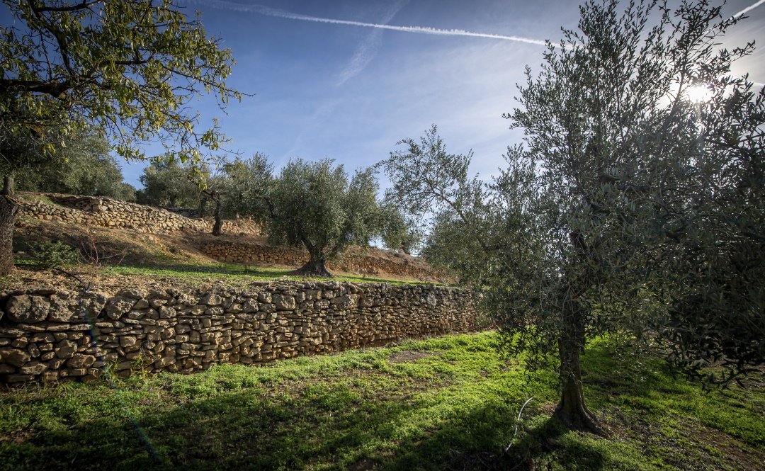 PrioratMolíColoma