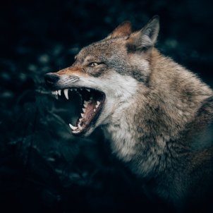 Llop lobo (Philipp Pilz)