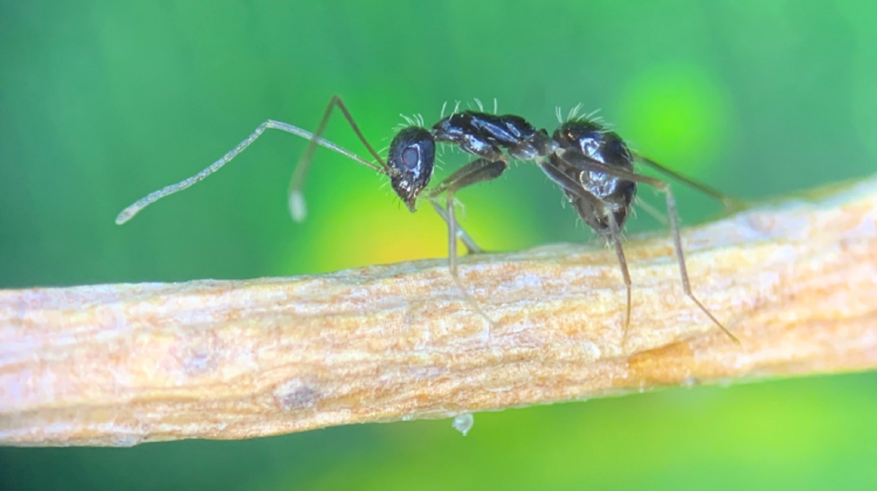 Acció Climàtica detecta una plaga de hormiga loca en el Port de Barcelona