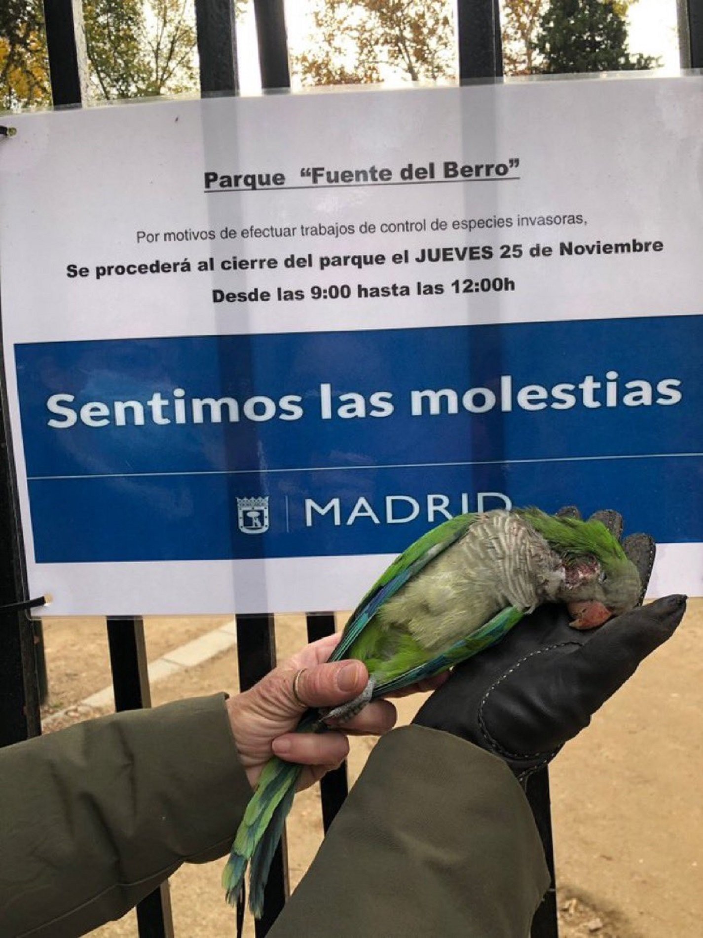 Polèmica: Madrid elimina a trets una plaga de cotorres