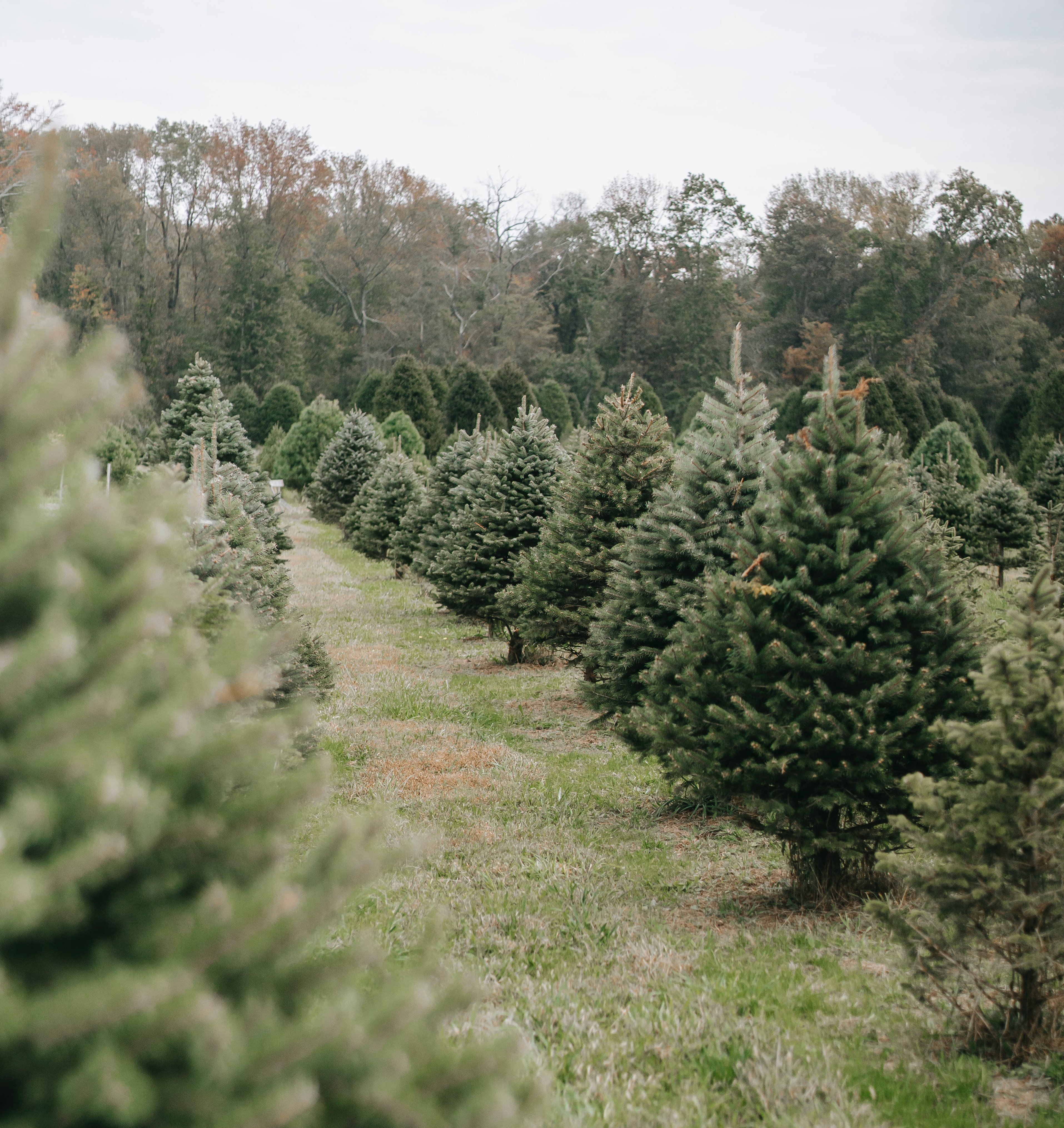 Consejos para unas fiestas de Navidad responsables con el medio natural