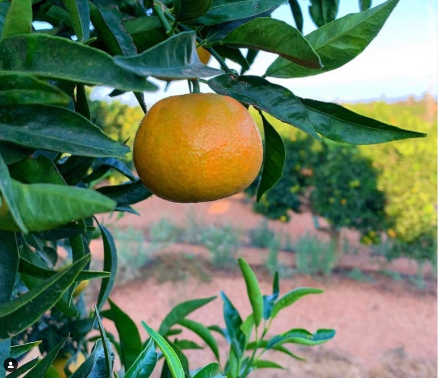 Menjar mandarines té beneficis que desconeixes