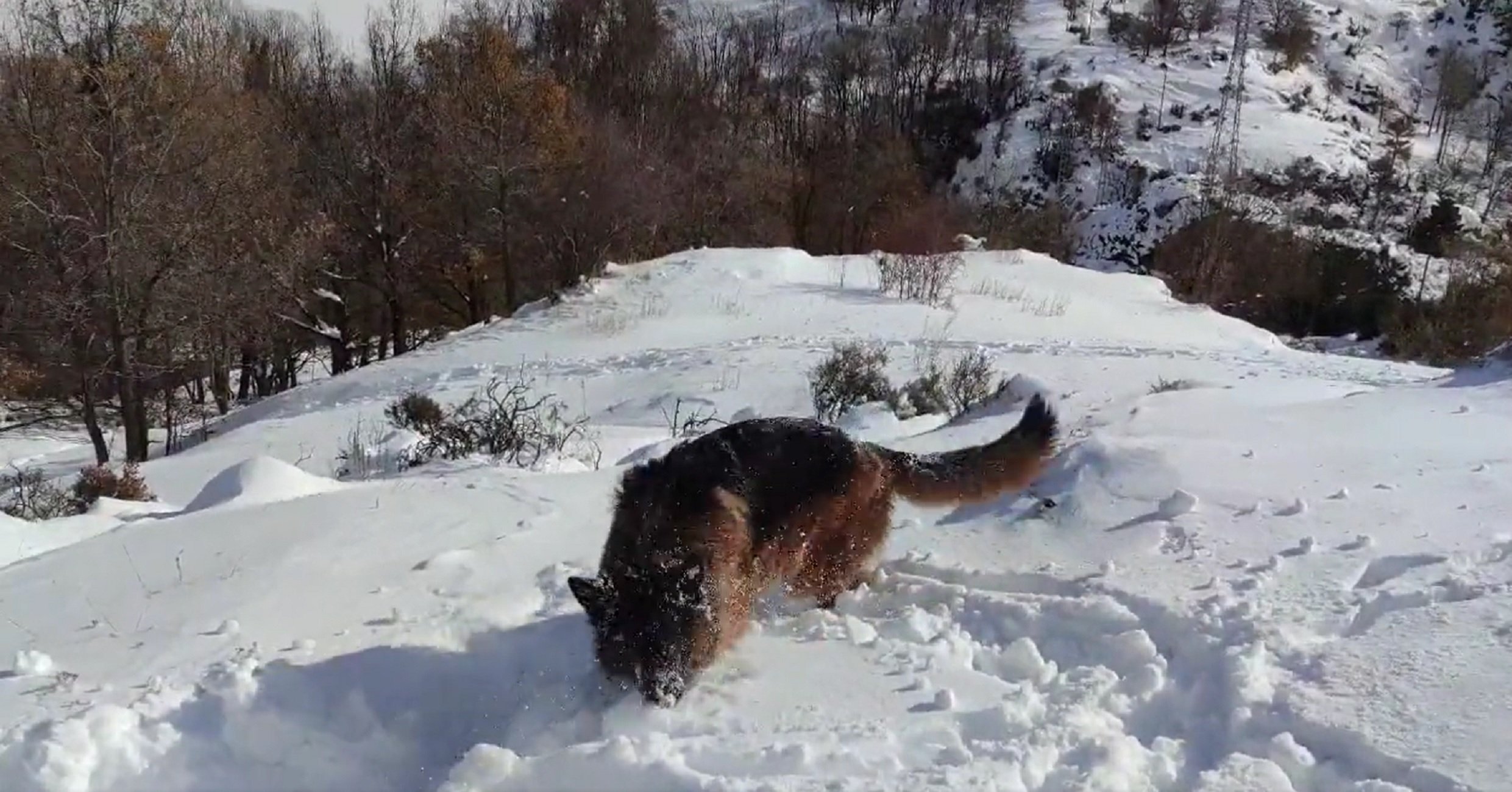 Perro jugando con la nieve a Erill la Vall / Foto: @albertcp87 Twitter