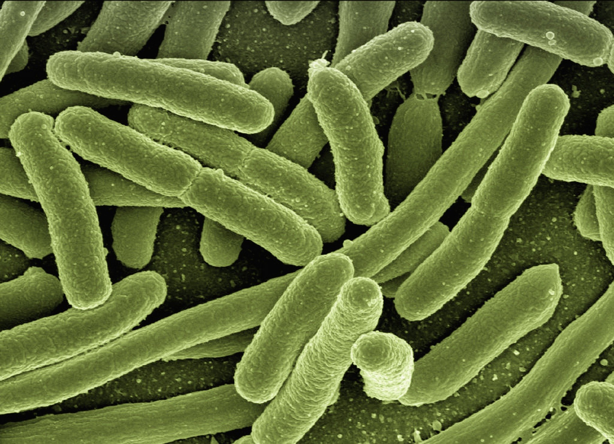 Bacteris