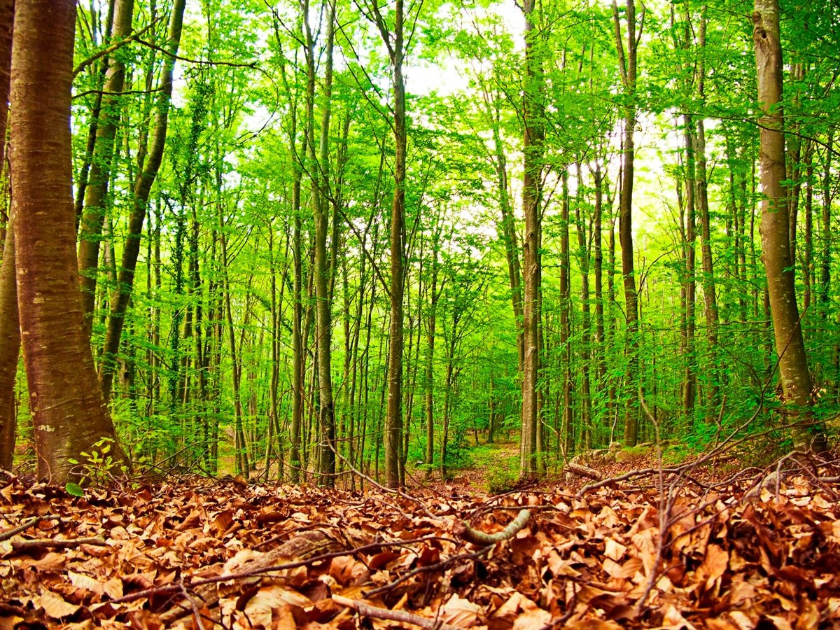 Hotels de tres estrelles per descobrir el Montseny, un lloc únic