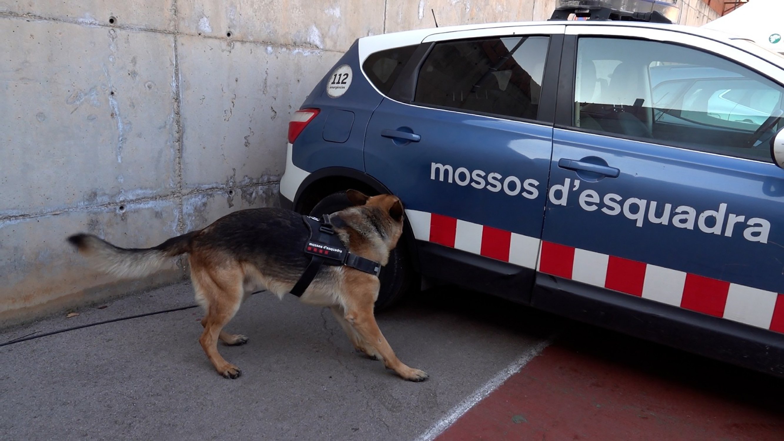 2 Canino Mossos