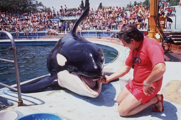 orca ulises aquarama zoo barcelona 1989 foto efe