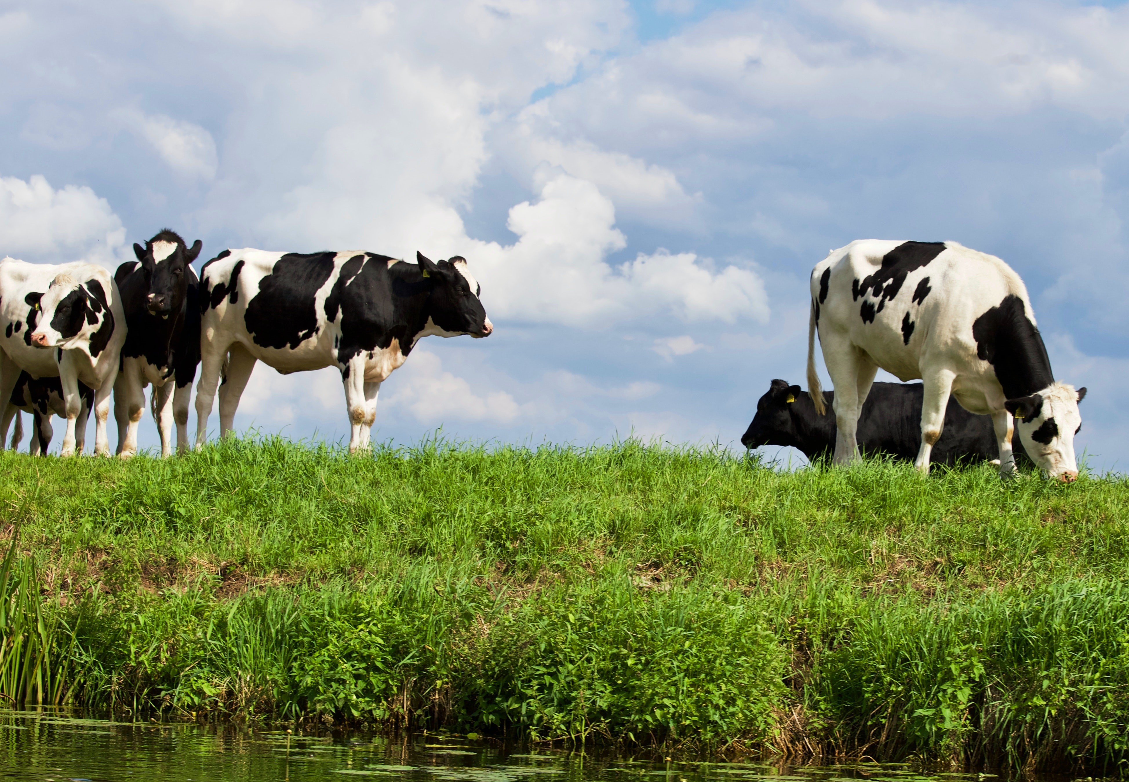 Entidades del sector agrario catalán se unen para potenciar la producción de Catalunya