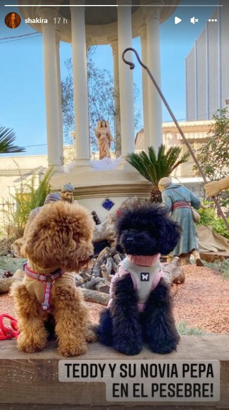 shakira perro novia pepa instagram
