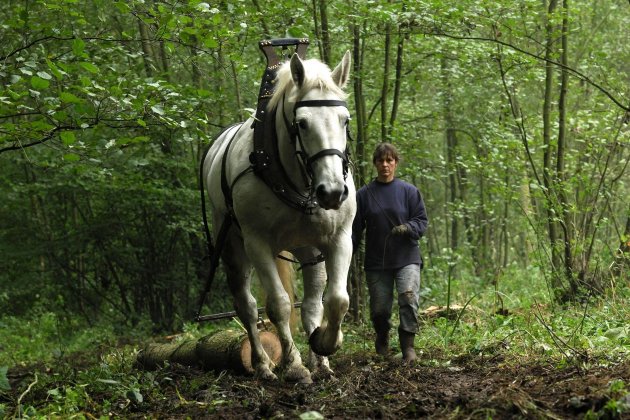 Transporte de cargas a caballo