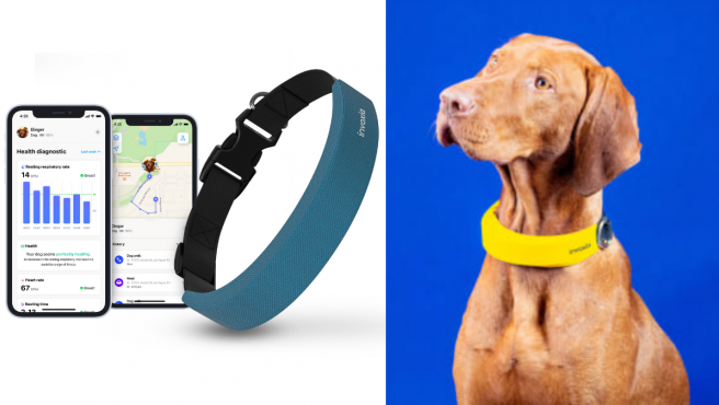 Apple watch per a gossos