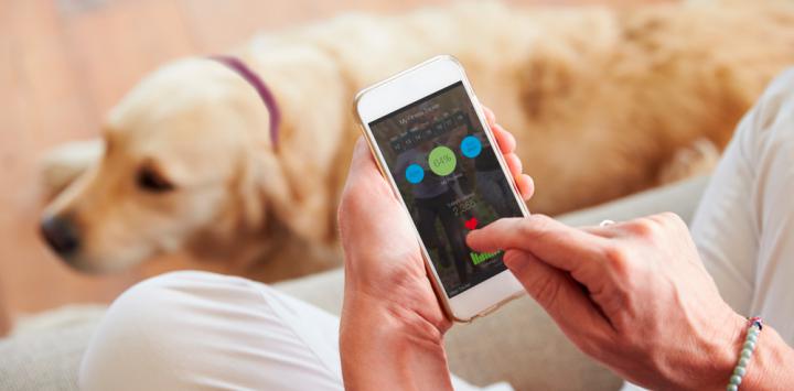 Collar|Collaret intel·ligent per a gossos