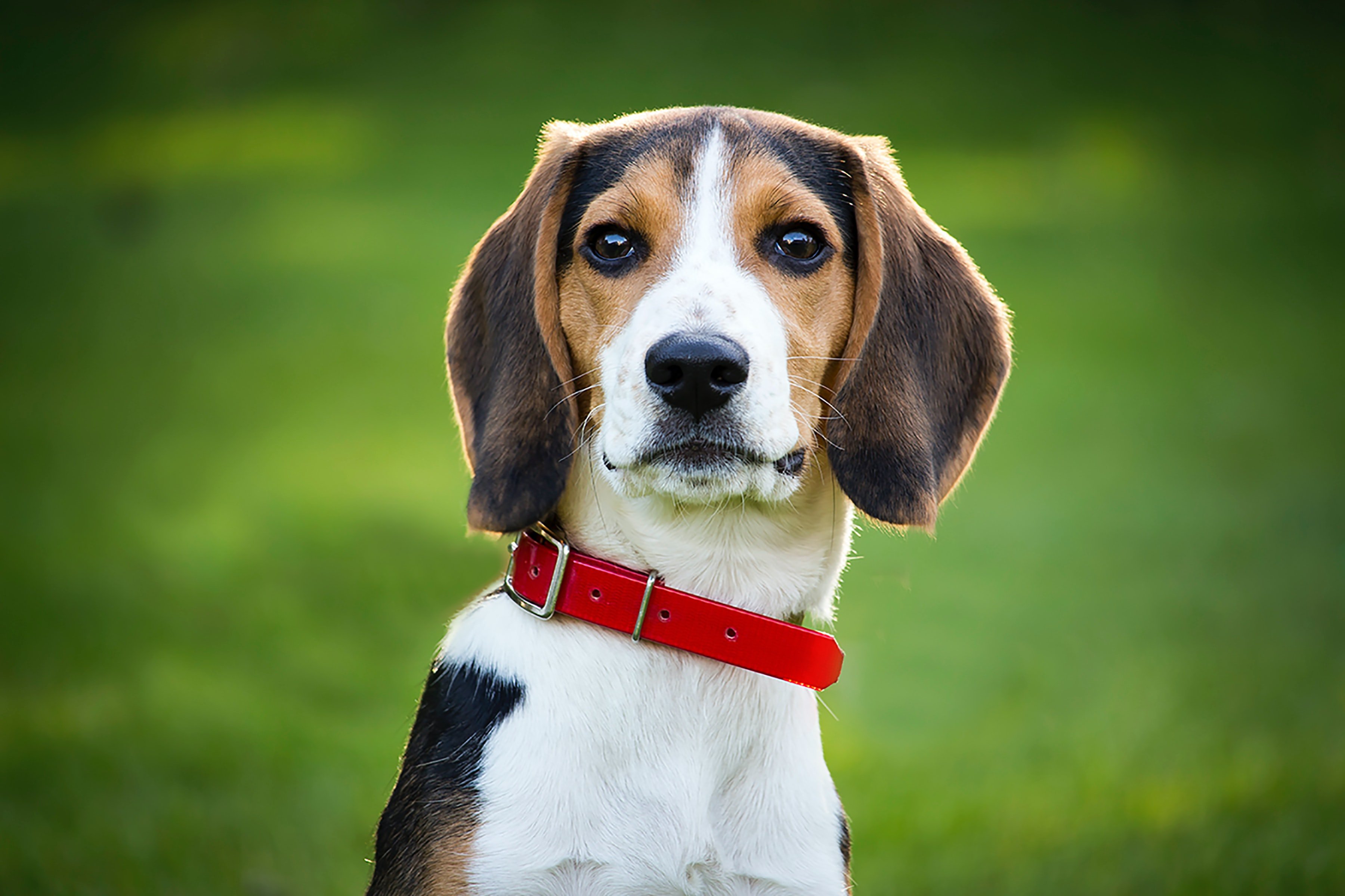 Crida per evitar el sacrifici de 38 cadells de beagle maltractats a un laboratori