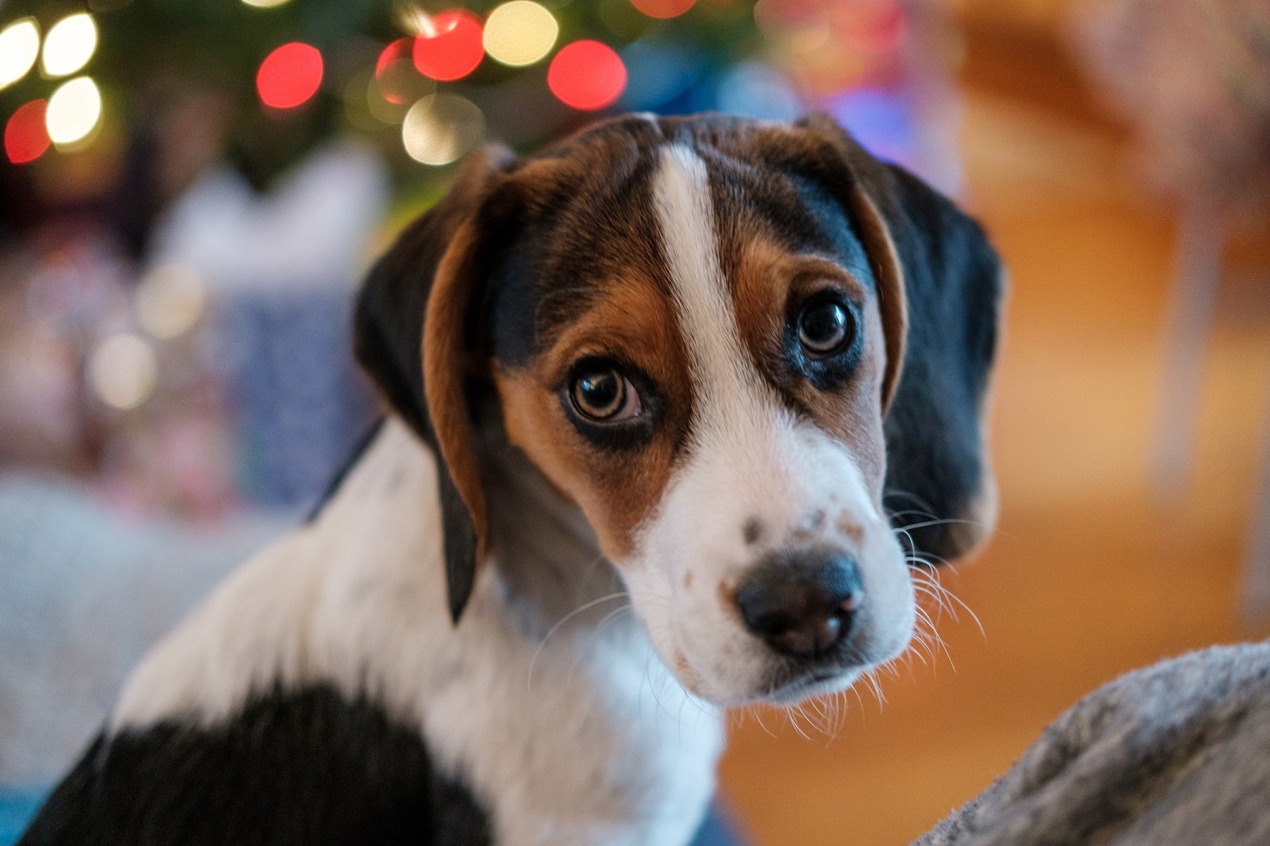 Admeten la demanda contra l'estudi amb gossos beagle: la UB l'ha de justificar