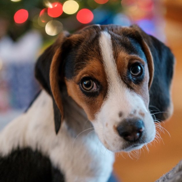 cachorro beagle Unsplash