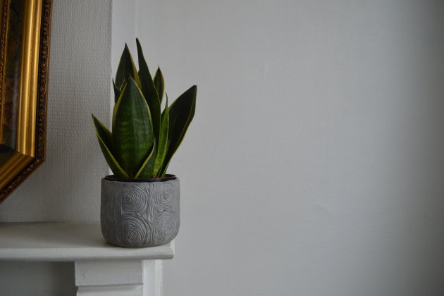 Sansevieria unsplash