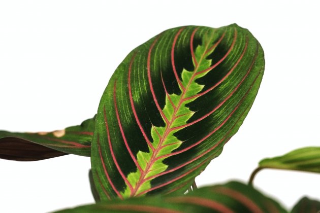 Maranta Leuconeura unsplash