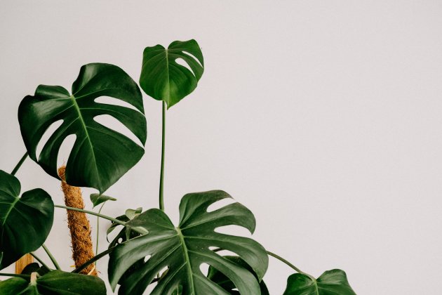 monstera unsplash