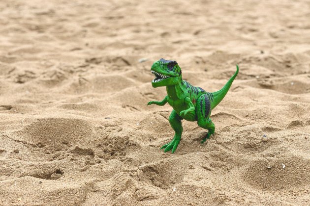 dino y playa unsplash