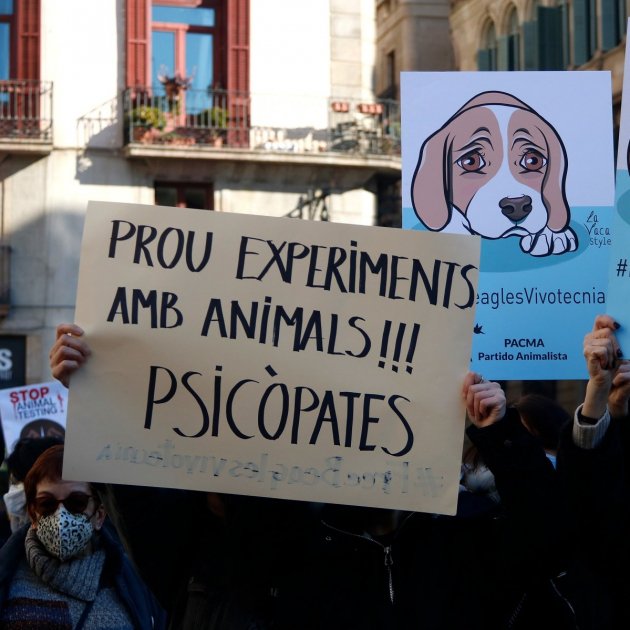 Protesta a Barcelona contra l'experiment de la UB amb cadells de beagle