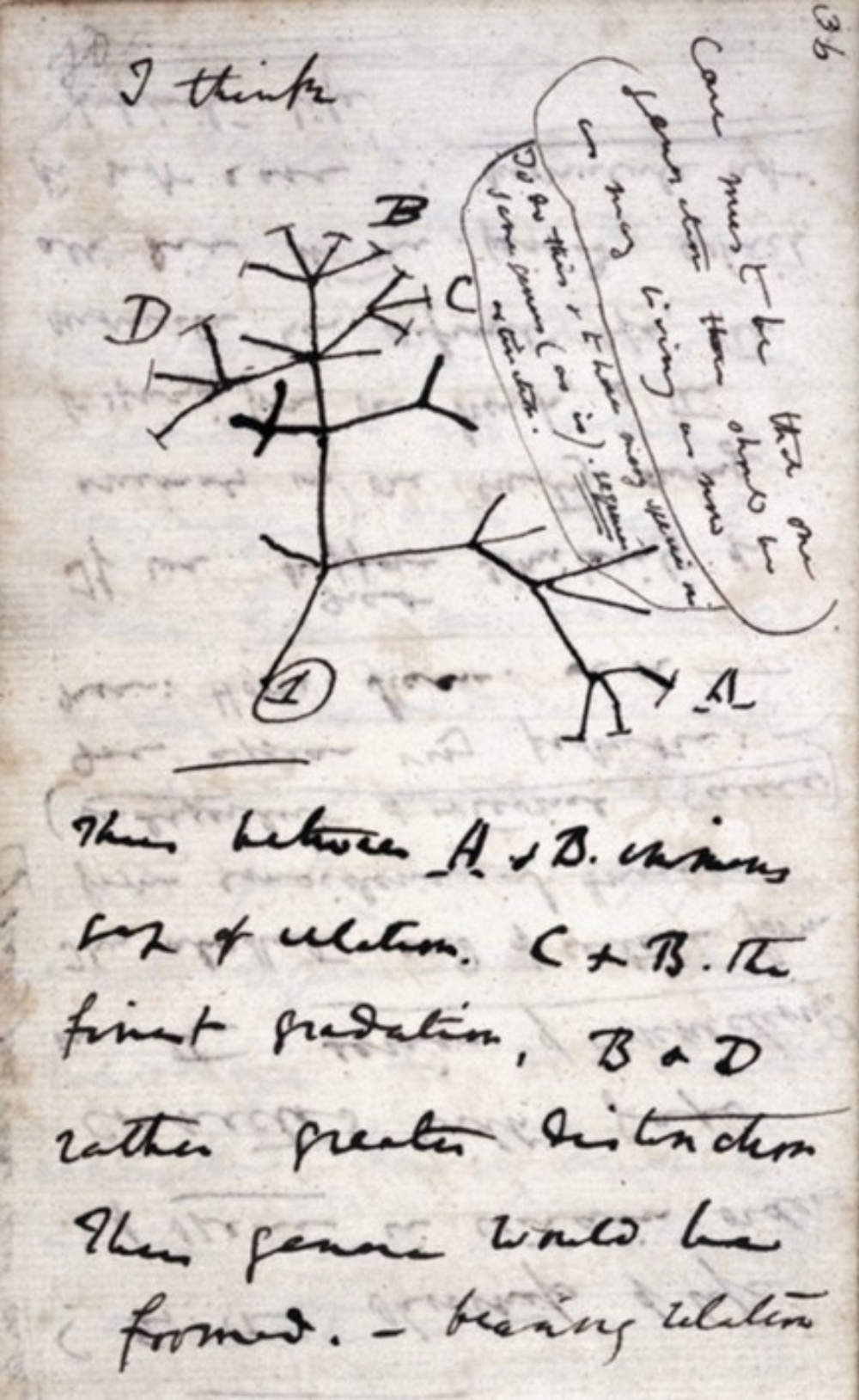 Dibujo de Charles Darwin, con sus anotaciones. Wikimedia Commons
