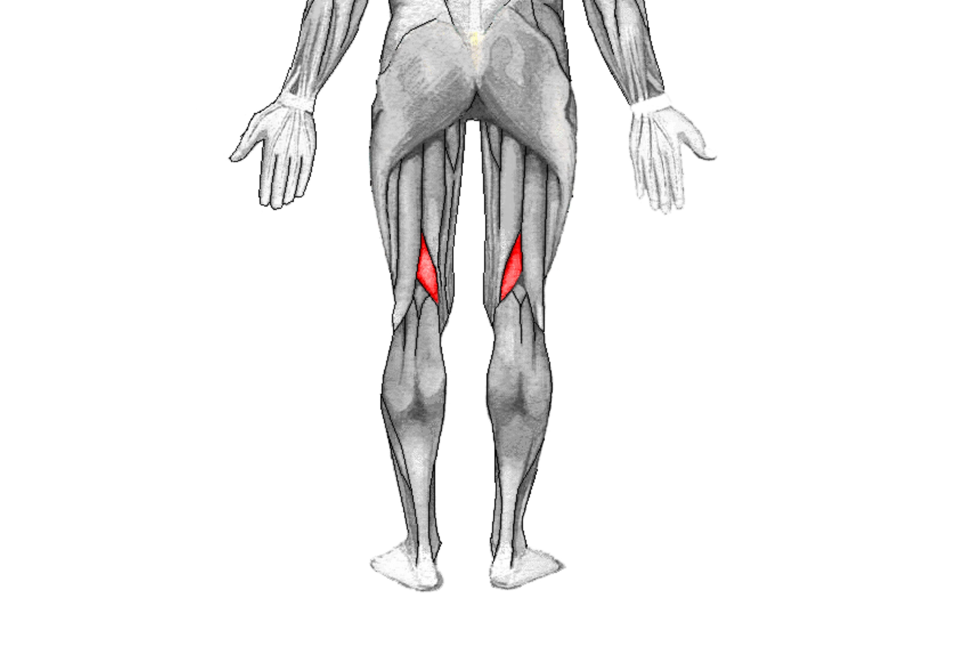Detall de músculos de les cames
