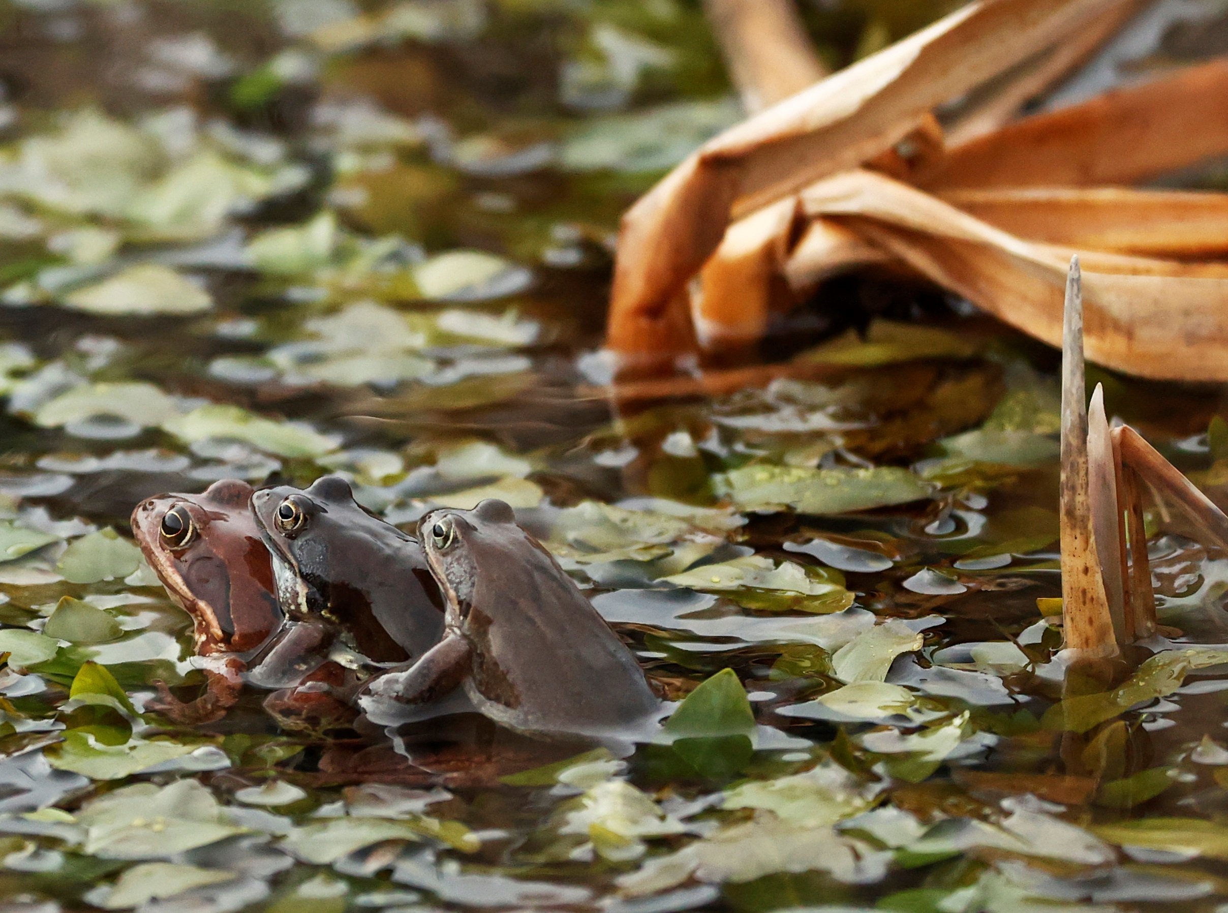 Recuperan las piernas amputadas de una rana gracias a un cóctel de fármacos
