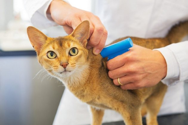 Microchip para mascotas