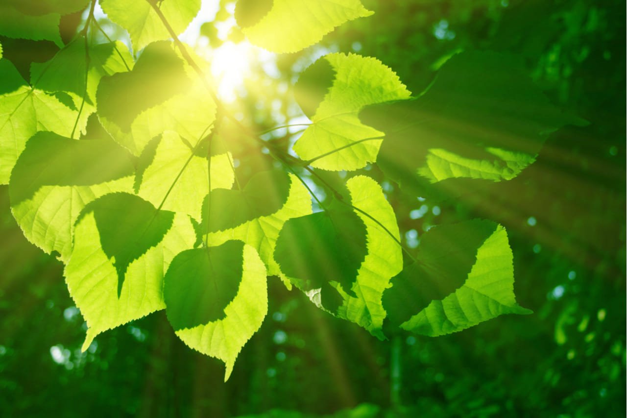 Crean una hoja de planta artificial que absorbe 100 veces más CO2 para combatir el cambio climático