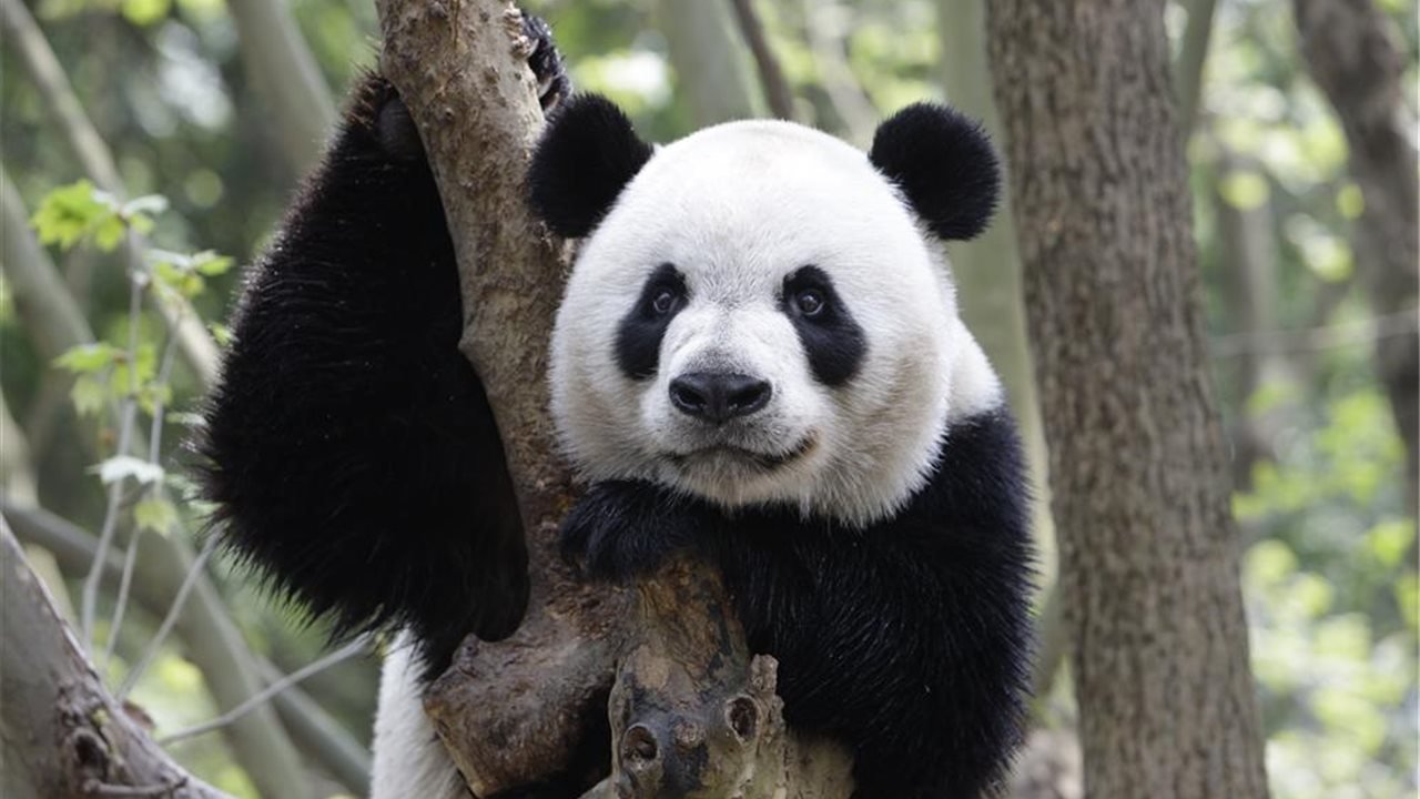 Els ossos panda engreixen malgrat menjar únicament bambú, i hi ha una explicació