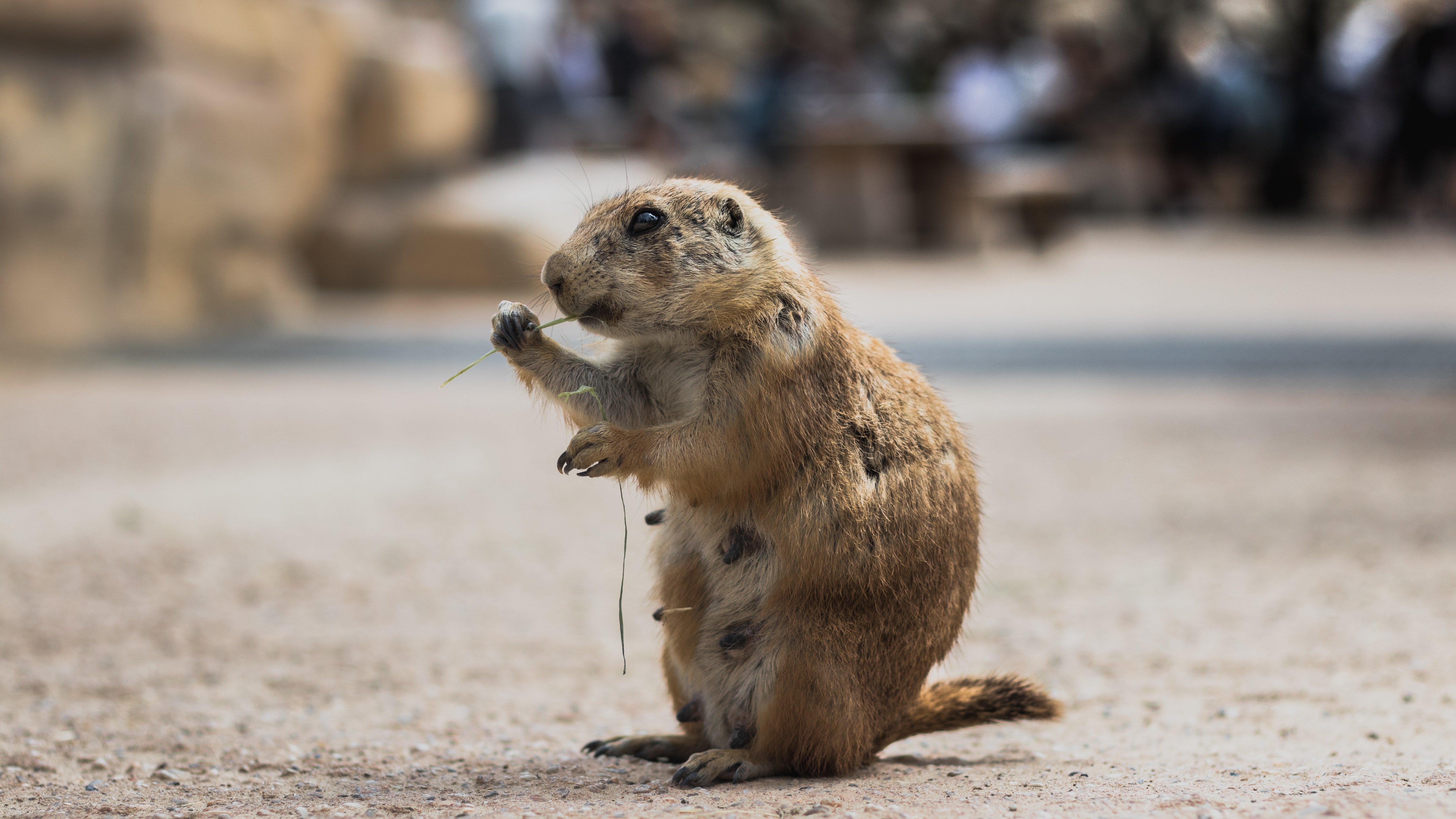 Muere la marmota que predice el fin del invierno horas antes del Día de la Marmota