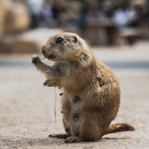 Mor la marmota que prediu la fi de l'hivern hores abans del Dia de la Marmota