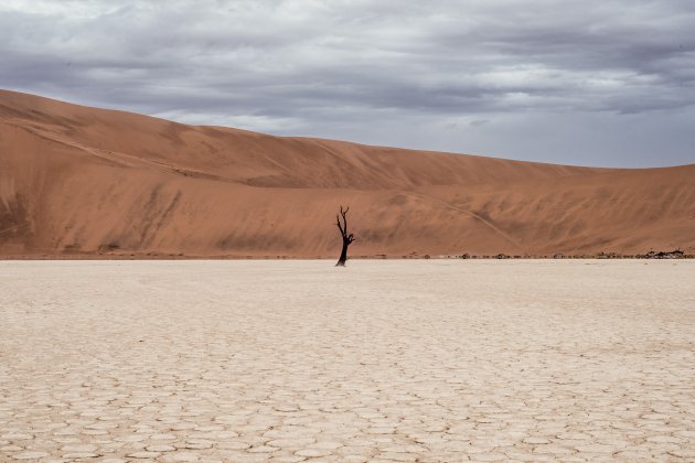 arbol en el desierto unsplash