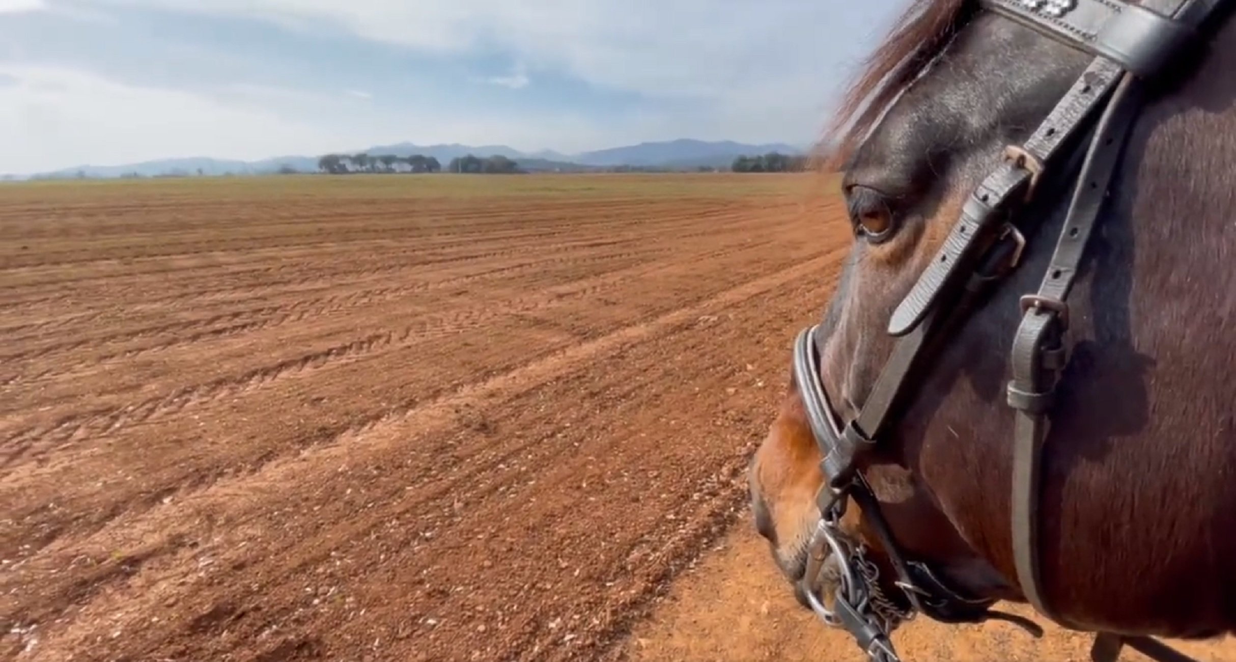 Pla de Martís / Foto: Sílvia Puig Twitter @PlanellsPuig