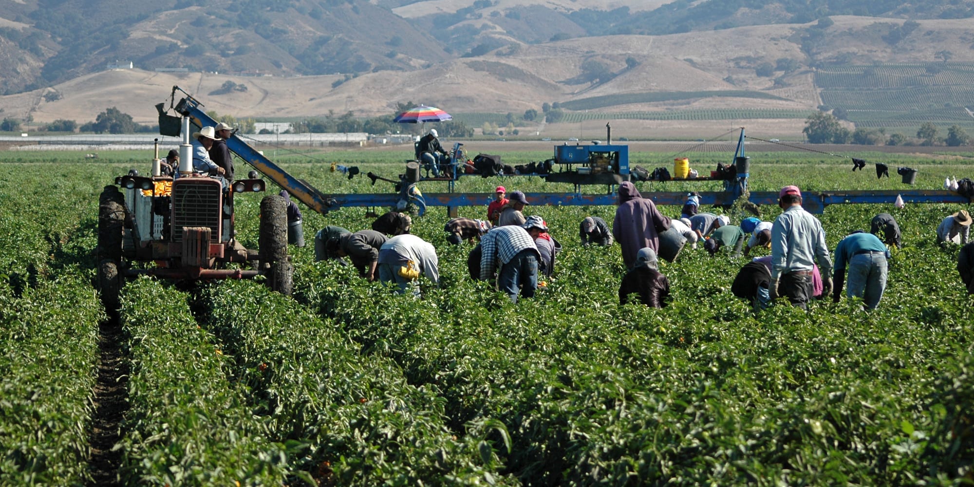 Fin al trabajo de jornalero, España prueba unos robots para recoger fruta en el campo