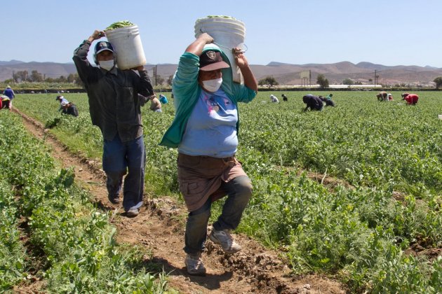 Jornaleros