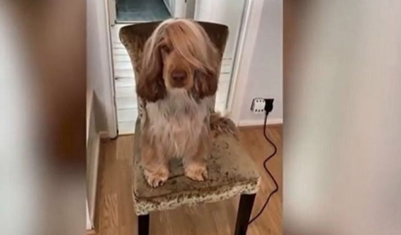 Perro con el peinado de Jennifer Aniston