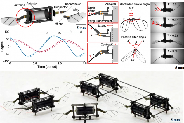 Robots insectos