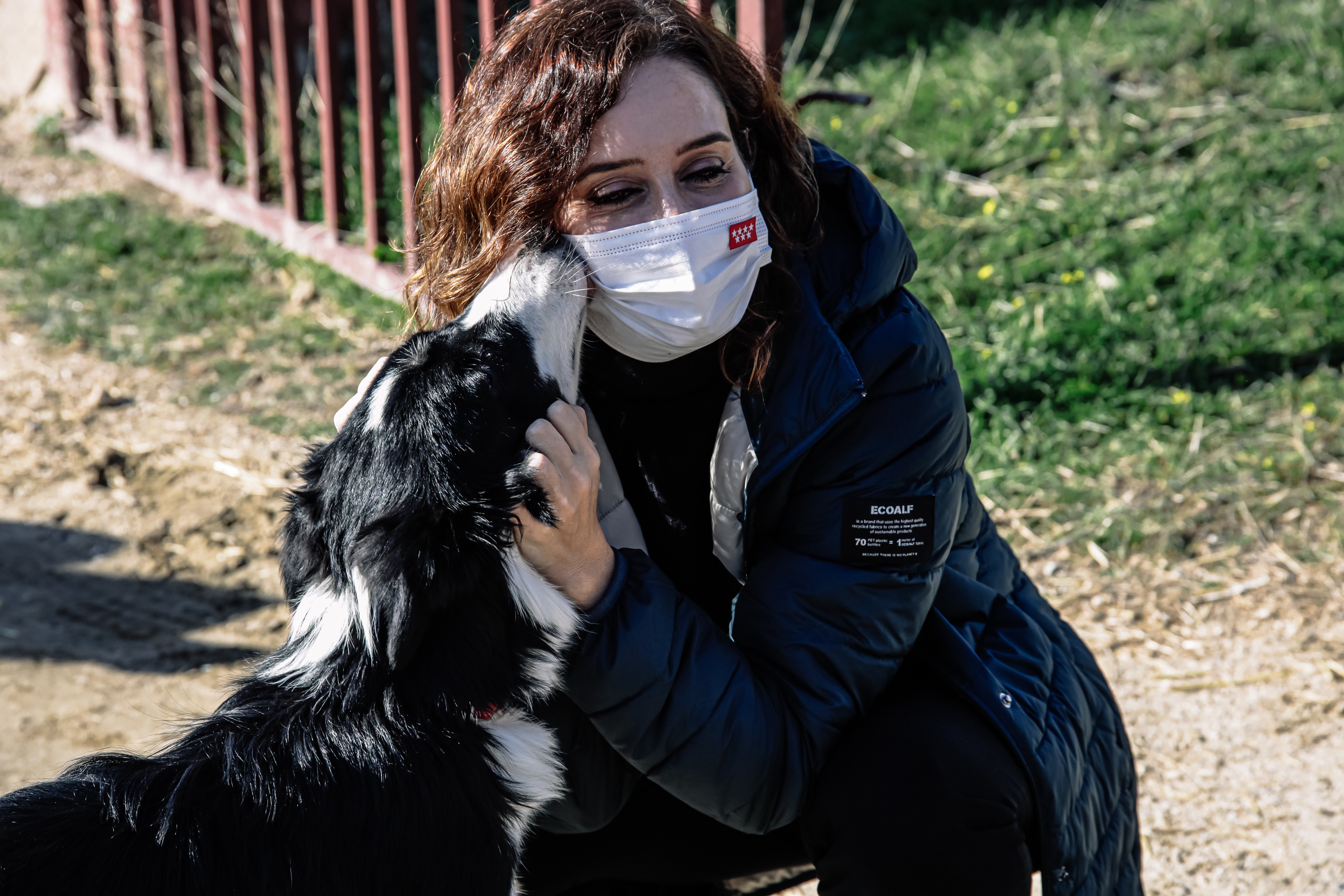 El sacrifici dels beagles arriba a Madrid: PACMA demana ajuda a Ayuso
