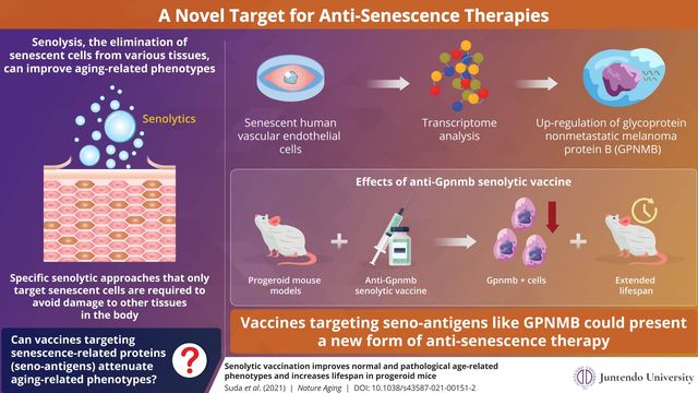 Funcionamiento de la vacuna antiedad